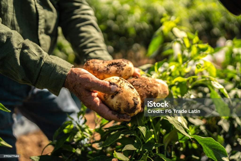 Close-up of farmer holding potato at farm